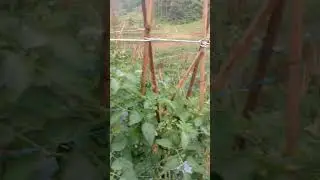 tanaman tomat gustavi 50 hst