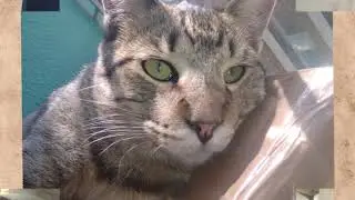 V&Iacute;DEO CONMEMORATIVO DE PANTHRON