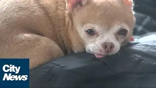 Pets dying of heatstroke during heat wave says Langley vet