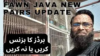 Fawn Java update and progress| Market mn rate km | fawn Java K business krn ya na krn