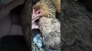 Small breeder