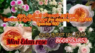 Mini Edan rose Aadi offer free shipping 300 full soil 400 rare variety Rose collection #8608953853