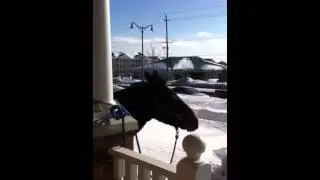 The Beautiful Sound of a Mule
