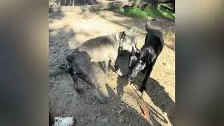 POV: Cane Corso has steak for breakfast, then straight to business.
