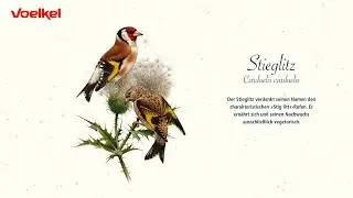 Voelkel f&uuml;r Artenvielfalt | Der Stieglitz