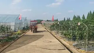 The Field Day For New Vegetable Varieties From Hunan Xiangyan Seed Co.,China #vegetableseedsupplier