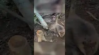 Man Rescues Beaver Trapped by Its Own Tree!