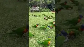#birds #birdsyoutube