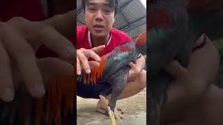 Gà tơ đẹp giá sv #ga #gachoivietnam #gachien #ayam 