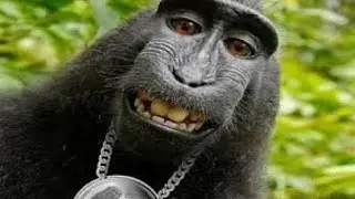 Animals Can't Stop Being Hilarious on the Internet 🤣 Funny ANIMALS Video 2025