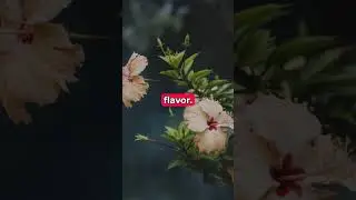 Discover Ruby Radiance Tea