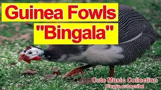 Guinea Fowls or 