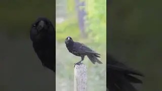 صوت الغراب المشهور للمونتاج - صوت الغراب في الصباح | Crow Sound