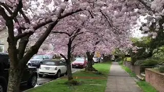 Spring in Seattle
