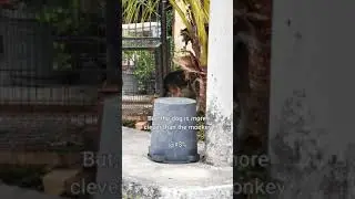 How to Catch Monkey | Part 2 #Shorts