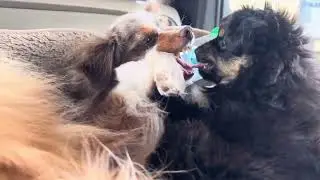 Play Fighting Anyone?