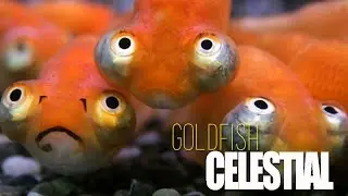 CELESTIAL GOLDFISH (BASIC SHEET)