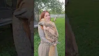 Forever honoring this remarkable woman!#shorts #fox #animals #heartwarming #love #cute #pet