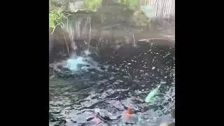 happy koi deep waterfall