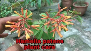 How to grow Hamelia patens plant care and tips
