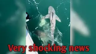 &ldquo;Fans Can&rsquo;t Believe Jelly Roll&rsquo;s &lsquo;High&rsquo; Shark Sighting Story&rdquo;