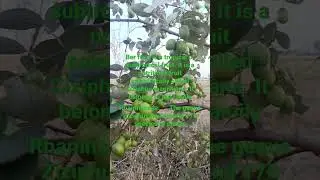 ber fruit tree | ber fruit benefits | ber ki sabji