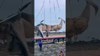 Blue whale machhali#shorts #short