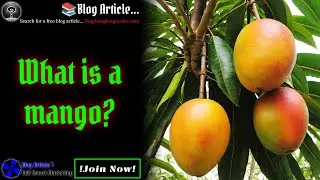 What is a Mango? #blogarticle