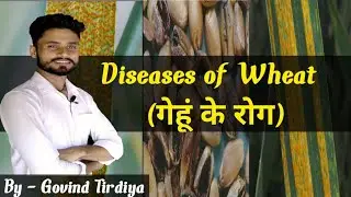 Diseases of Wheat crop and their management| गेहूं के रोग | major diseases of Wheat