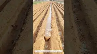 Irrigation Revolution: Smart Water Control with Plastic Tubes #farmer #farming