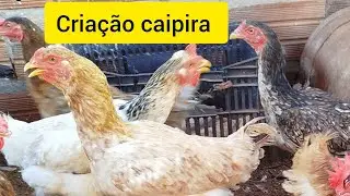 Criação de galinhas caipira 
