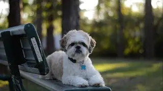 I Won't Be Surprised If It's A Dream | Shih Tzu Basil