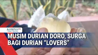 Musim Durian Doro, Surga Bagi Durian 