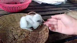 The baby Chengeable hawk-eagle growing up\#eagles #hawk #falcon