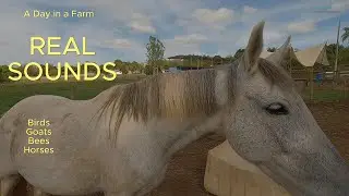 Farm with Real Sounds - Franca SP Brazil - Original sounds.