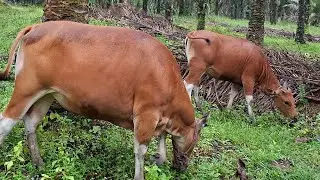 HARI JUM,AT BERKAH // MELEPAS SAPI DIWAKTU HUJAN GERIMIS