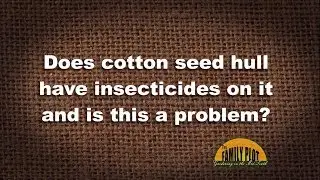 Q&A &ndash; Does cotton seed hull have insecticides on it?