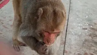 26 Sep 2024 | monkeys family has spread throughout the area in search of food | 🐒😳 #animals #monkeys