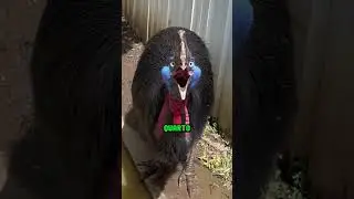 5 animais que s&oacute; tem na Austr&aacute;lia #australia #animal #curiosidades