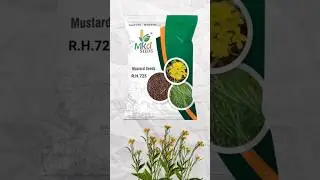 RH 725 mustard variety #mustard #rh725 #mustardseeds