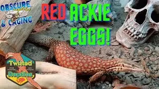 Red Ackie Monitor Eggs!