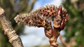 Aspen - twig, buds & male catkins / flowers close up - February 2022