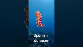 Curios Marvel from the Musuem of Ocean🌊🪸💙#BlueLove #Ocean #Wonder #Nature #BluePlanet #trending #red
