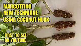 Marcotting | New Method | Soil-less