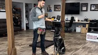 German Shepherd Training | Building Duration, Impulse Control & Focus Under Distraction With Zeke