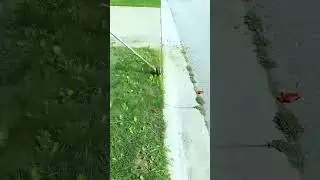 Most Relaxing Grass Cutting ASMR | Oddly Satisfying Lawn Mowing 🌱