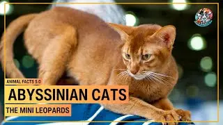 Abyssinian Cats: The Mini Leopards That Rule Your Home #animalfacts