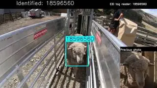 SheepNN: animal ID, traceability & animal welfare monitoring using AI - merino application