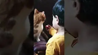 Cat please play with my car😊💕💕#todder#cat##play