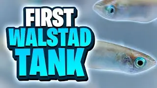 How To Set Up Your First Filterless Walstad Method Tank! (Step-By-Step - Month 2)